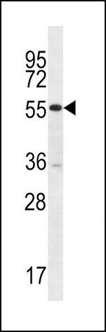ANTI-PELI2 (N-TERM) antibody produced in rabbit