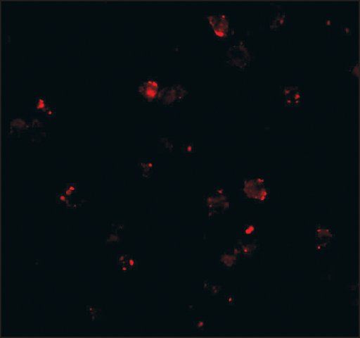 Anti-PEN2 (ab1) antibody produced in rabbit