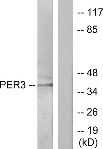 Anti-PER3 antibody produced in rabbit