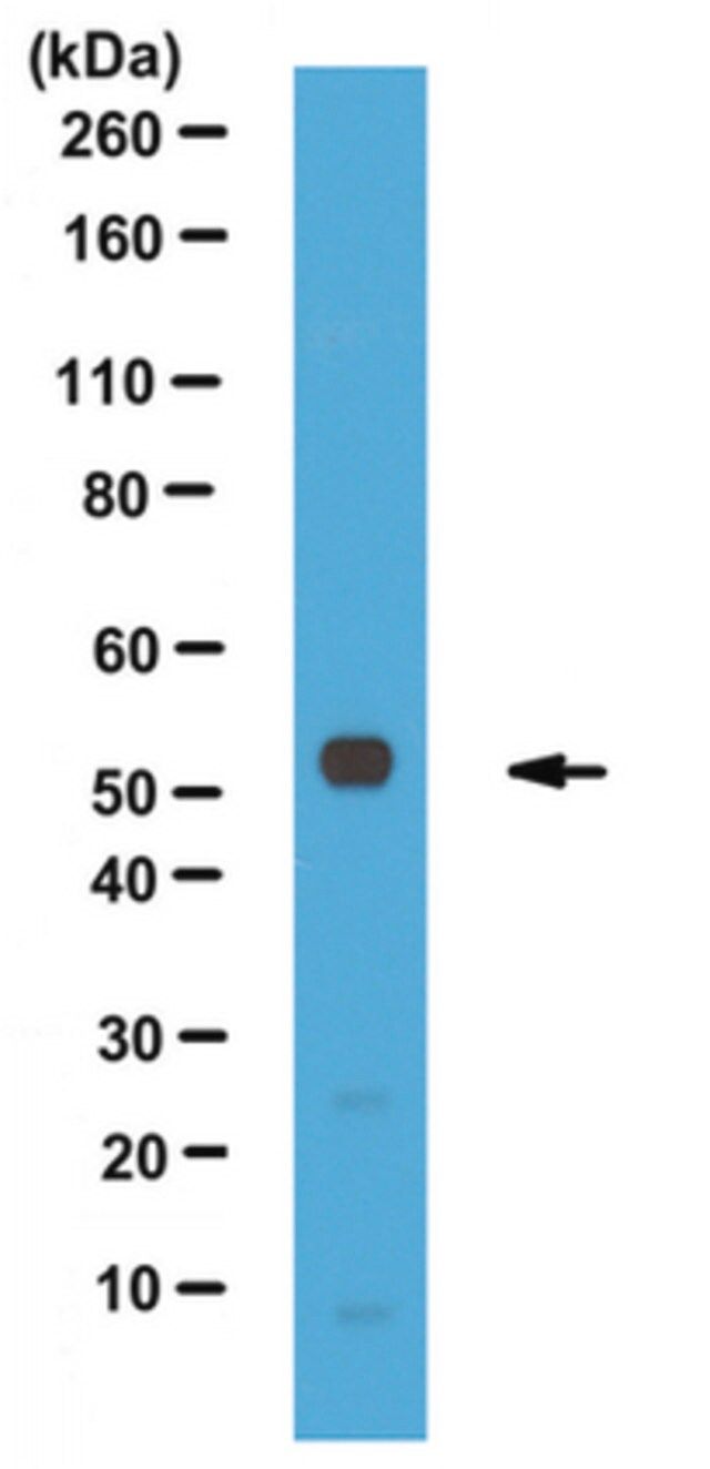 Anti-Perilipin-3, C-terminus Antibody