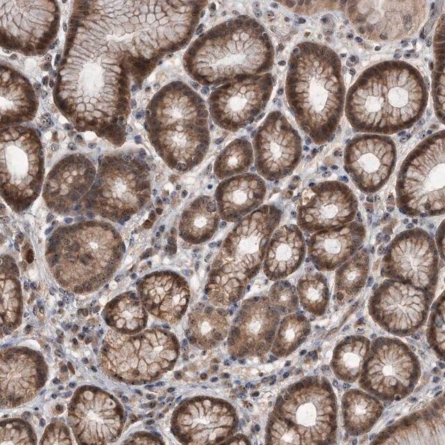 Anti-PELO antibody produced in rabbit