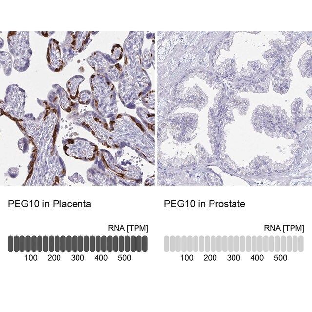 Anti-PEG10 antibody produced in rabbit