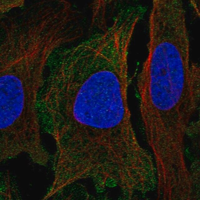 Anti-PER1 antibody produced in rabbit