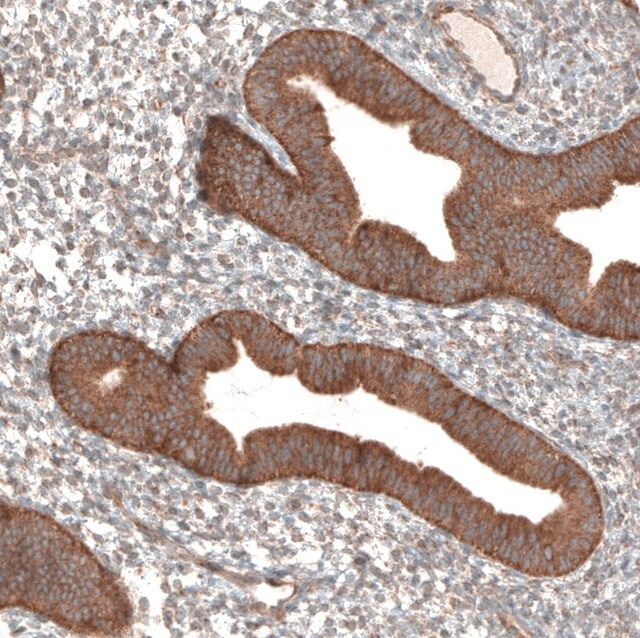Anti-PER3 antibody produced in rabbit