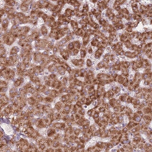 Anti-PEX11B antibody produced in rabbit