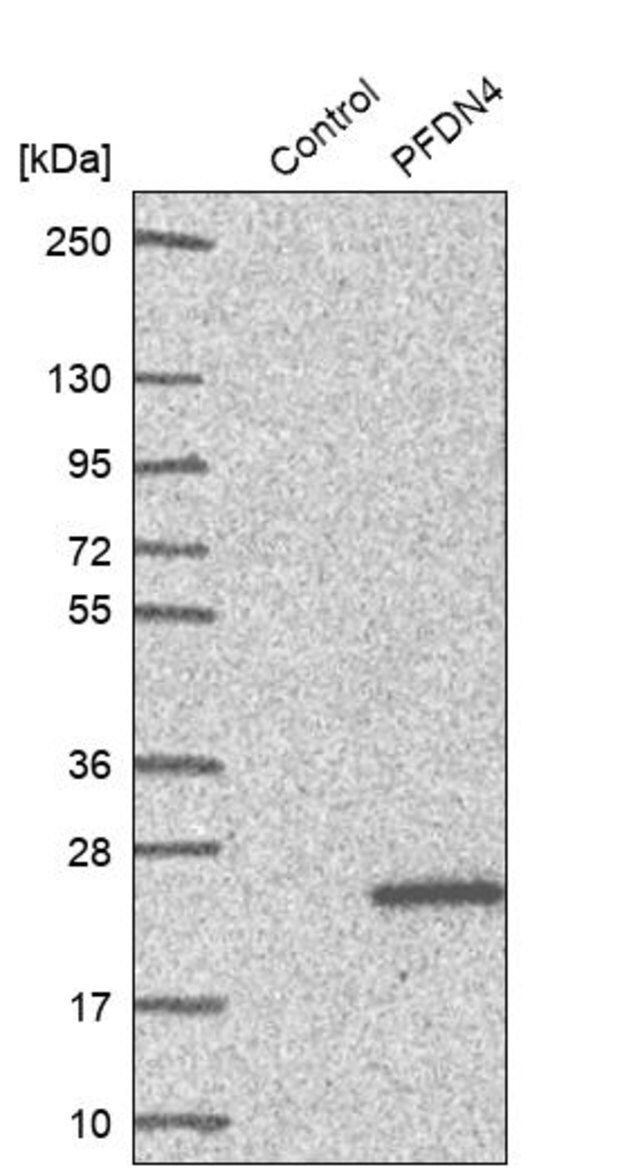 Anti-PFDN4 antibody produced in rabbit