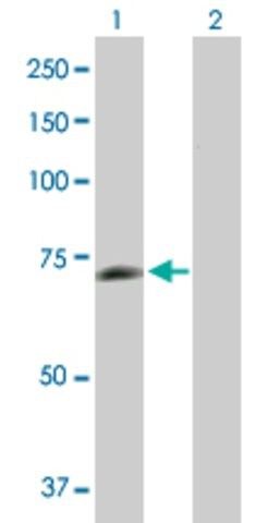Anti-PGM2L1 antibody produced in mouse