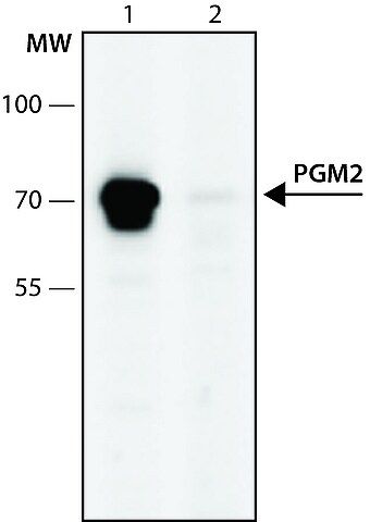 Anti-PGM2 (596-610) antibody produced in rabbit