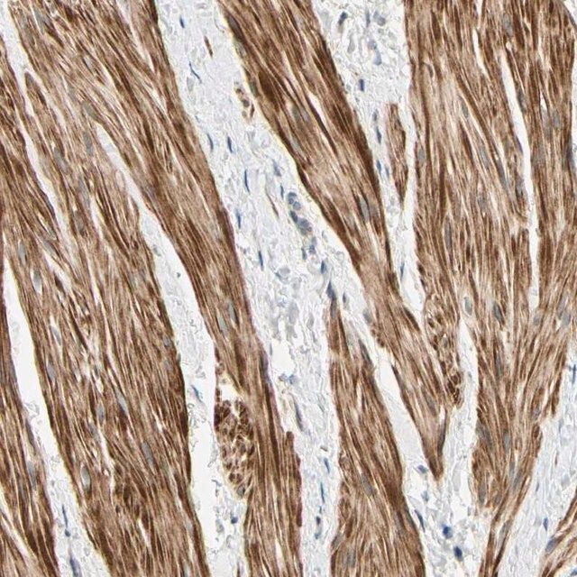 Anti-P4HA3 antibody produced in rabbit