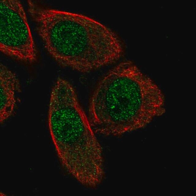 Anti-PHACTR3 antibody produced in rabbit