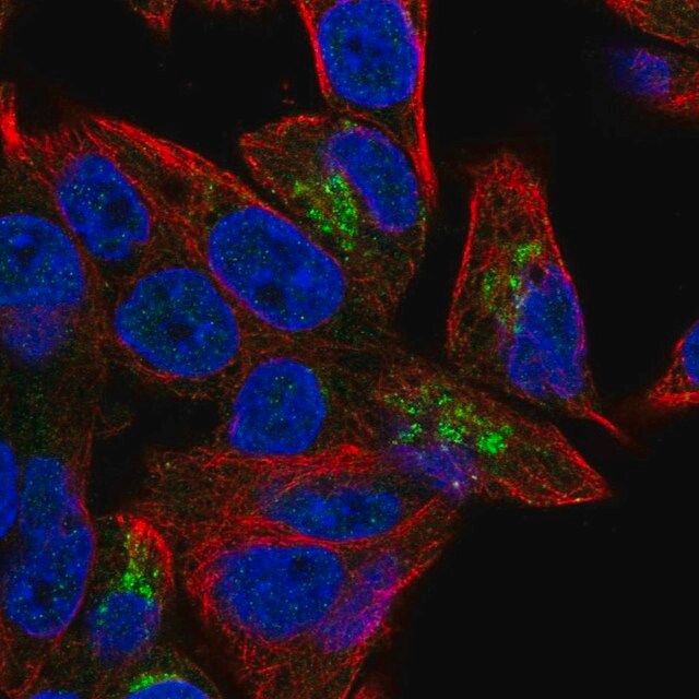 Anti-PGPEP1 antibody produced in rabbit
