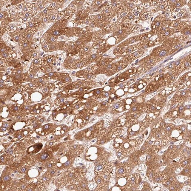 Anti-PGLYRP2 antibody produced in rabbit