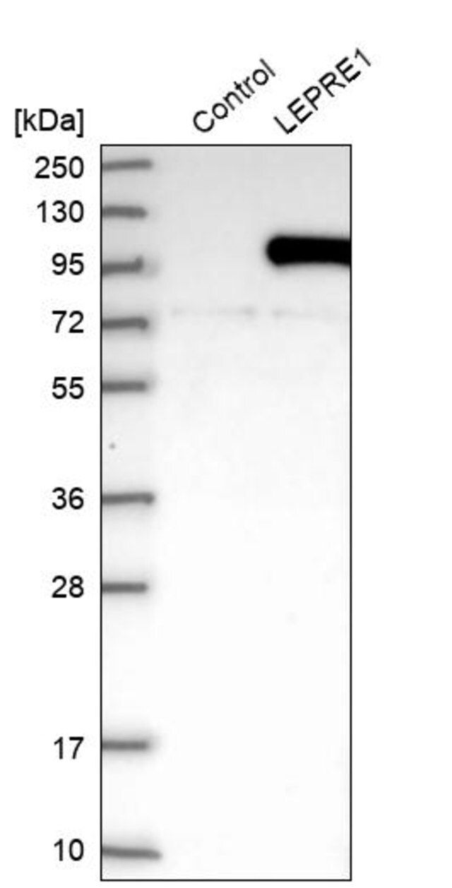 Anti-P3H1 antibody produced in rabbit