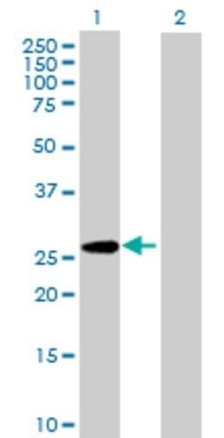 Anti-PAFAH1B3 antibody produced in mouse