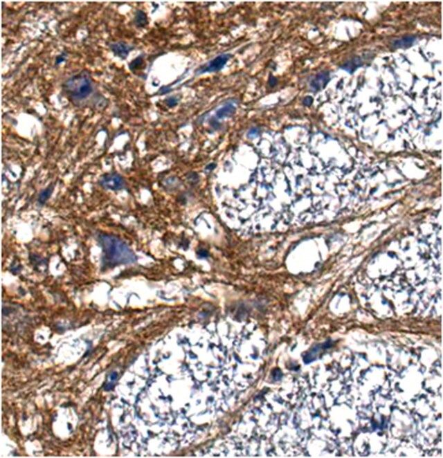 Anti-Pan-Neurofascin Antibody, clone L11A/41