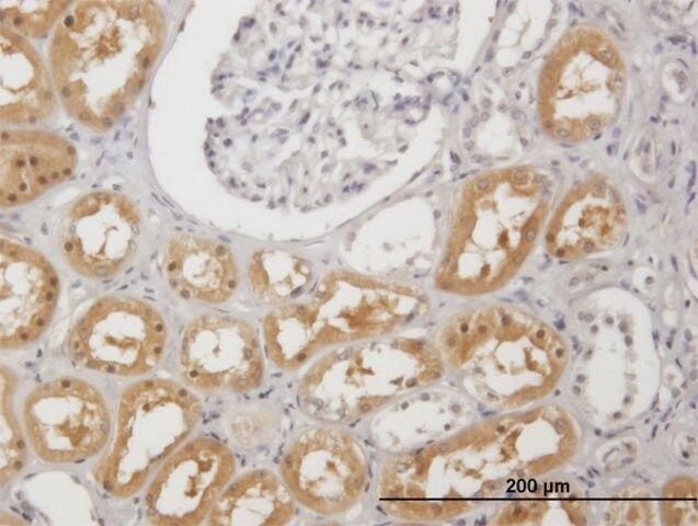 Anti-PAH antibody produced in mouse