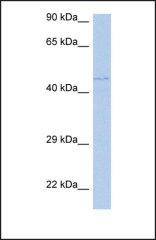 Anti-PAOX antibody produced in rabbit