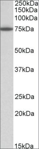 Anti-PAPD5 antibody produced in goat