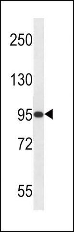 ANTI-PAPOLG (C-TERM) antibody produced in rabbit