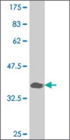 ANTI-PAX7 antibody produced in mouse