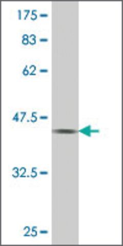 ANTI-PAX7 antibody produced in mouse