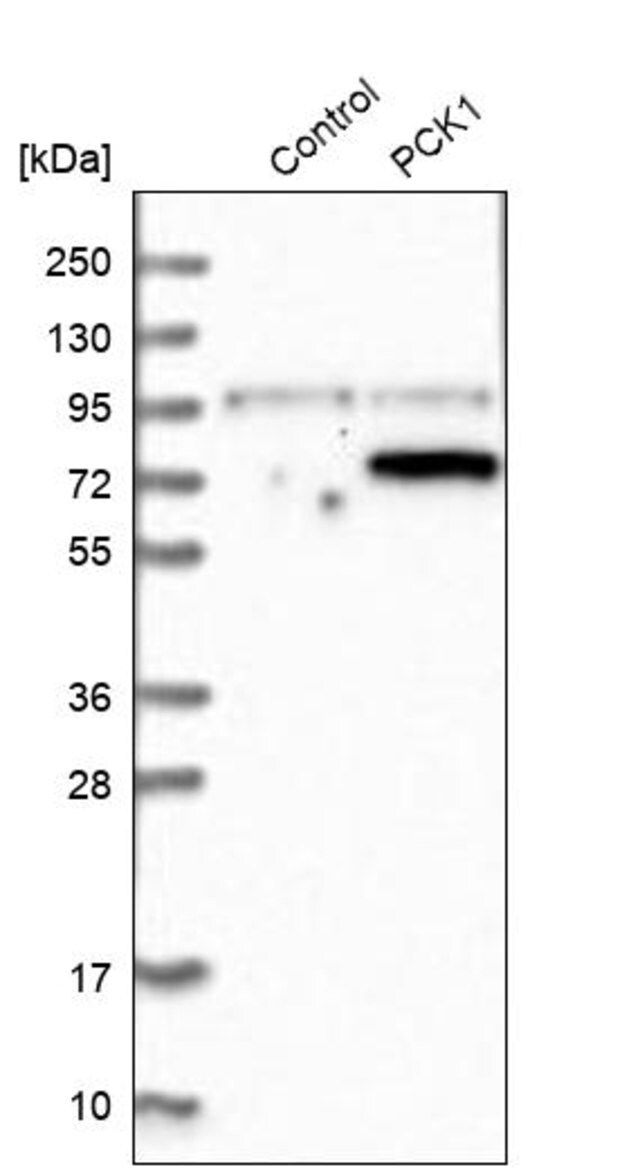 Anti-PCK1 antibody produced in rabbit