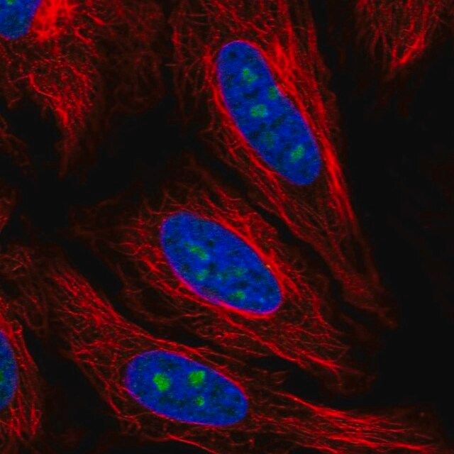 Anti-PCID2 antibody produced in rabbit