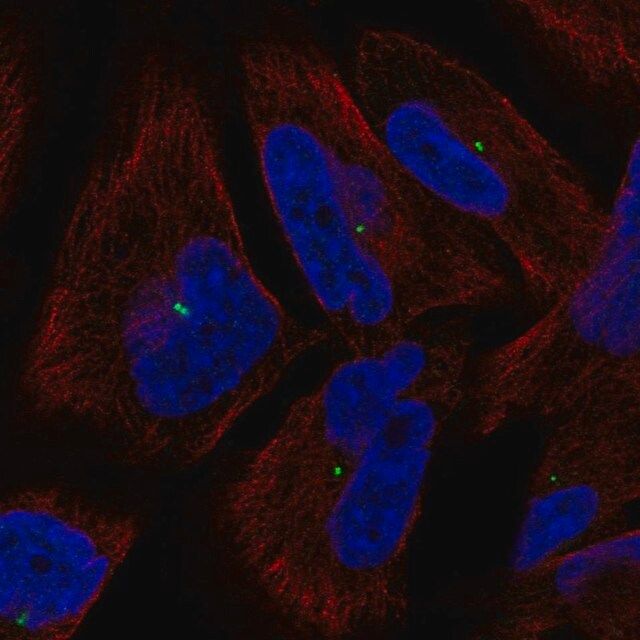 Anti-PCLAF antibody produced in rabbit
