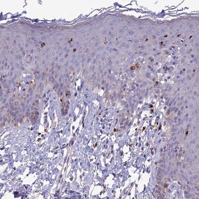 Anti-PCED1B antibody produced in rabbit