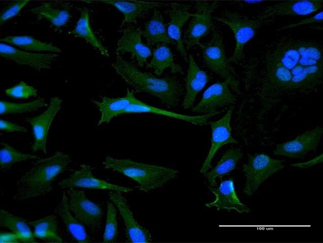 Anti-OR8B8 antibody produced in mouse
