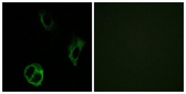 Anti-OR51I1, C-Terminal antibody produced in rabbit