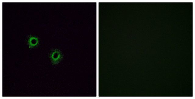 Anti-OR2J3 antibody produced in rabbit