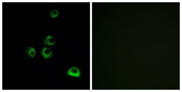 Anti-OR2M7 antibody produced in rabbit