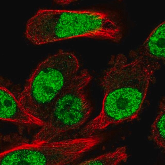 Anti-NR1D2 antibody produced in rabbit