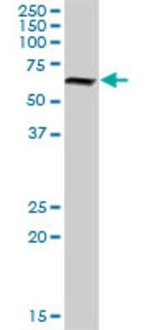 Anti-NR6A1 antibody produced in rabbit