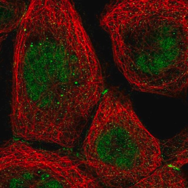 Anti-NR2C1 antibody produced in rabbit