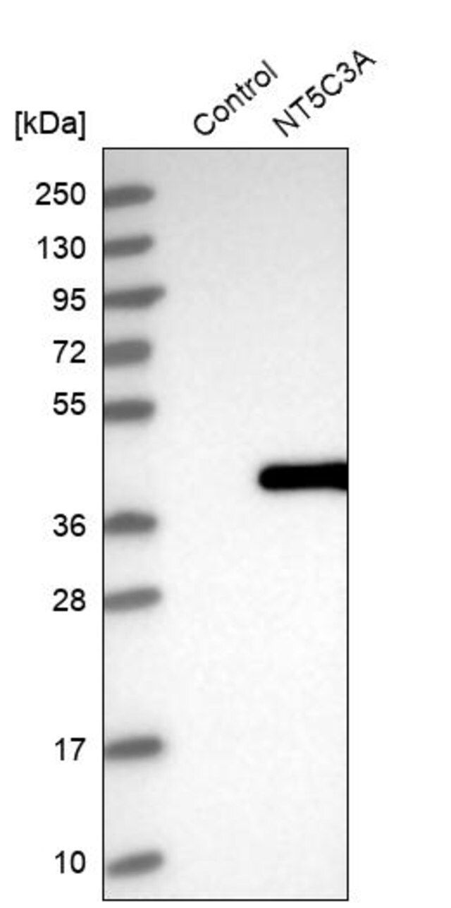 Anti-NT5C3A antibody produced in rabbit
