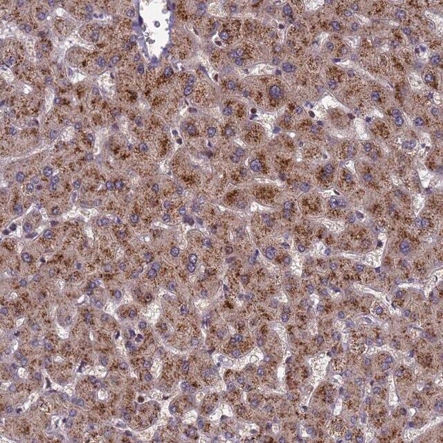 Anti-NSUN6 antibody produced in rabbit