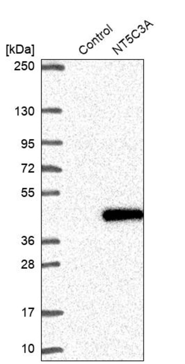 Anti-NT5C3A antibody produced in rabbit