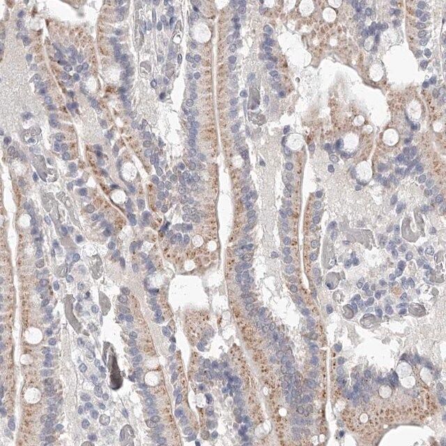 Anti-NT5DC1 antibody produced in rabbit