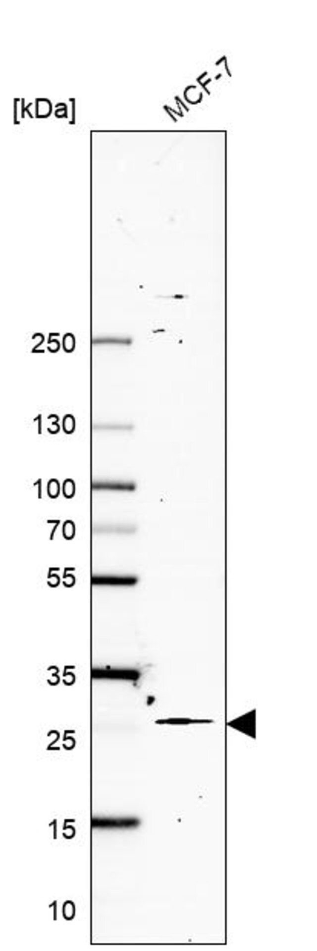 Anti-NTMT1 antibody produced in rabbit