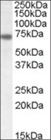Anti-NTN1 (C-terminal) antibody produced in goat