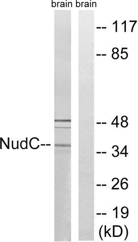 Anti-NUDC antibody produced in rabbit