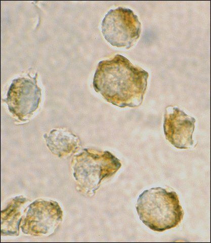 Anti-Nudel antibody produced in rabbit