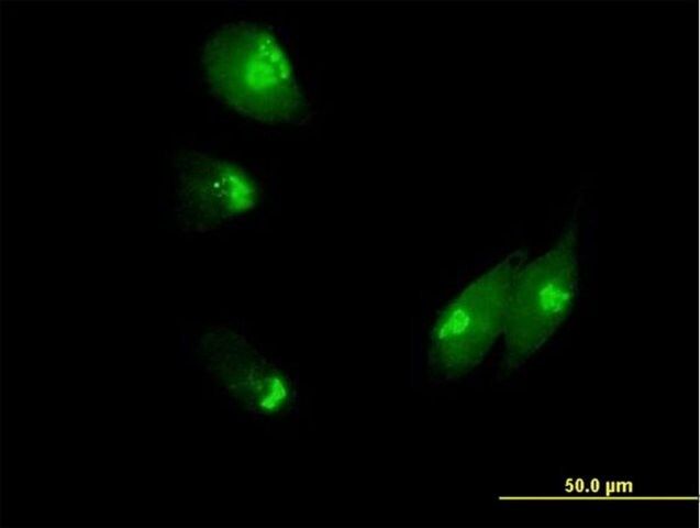 Anti-NUCB1 antibody produced in mouse