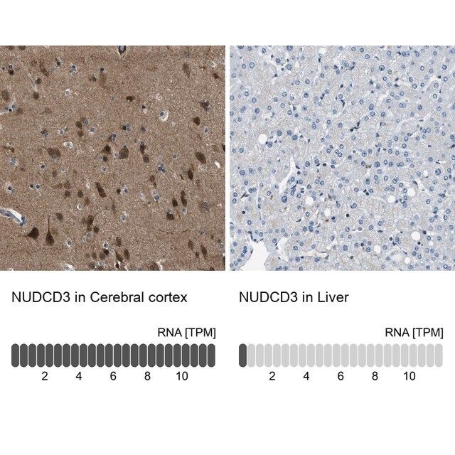 Anti-NUDCD3 antibody produced in rabbit