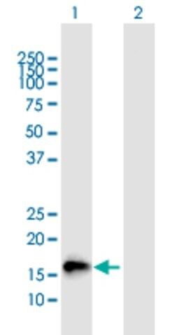 Anti-NMU, (C-terminal) antibody produced in mouse