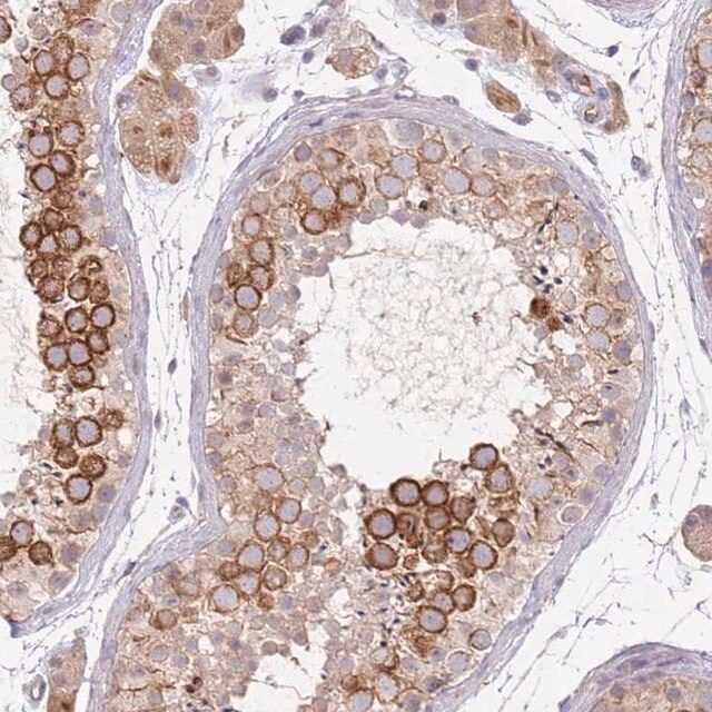 Anti-NMUR2 antibody produced in rabbit