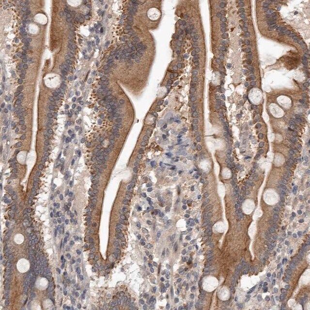 Anti-NMUR1 antibody produced in rabbit