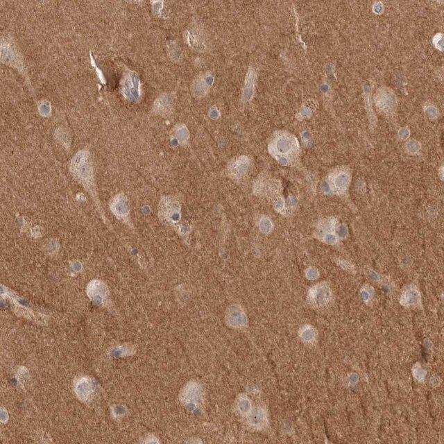 Anti-NRCAM antibody produced in rabbit
